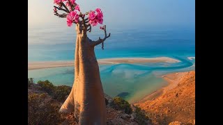 Socotra Island Yemen [upl. by Ginnifer]