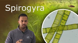 Spirogyra under microscope full video  Practical  science 🧪 [upl. by Ahsirhcal]