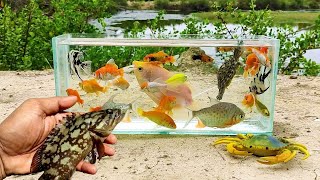 Menangkap ikan cupang di kolam ikan hias ikan manfish ikan koi ikan mas kurakura [upl. by Hibbs]