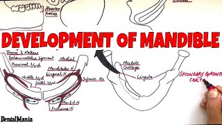 Development of the Mandible  Embryology  Learn it in the most SIMPLE way [upl. by Kcolttam962]