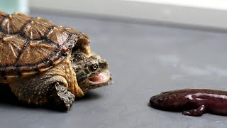 Snapping Turtle eating live Salamander almost choked to death  live feeding [upl. by Annatsirhc]