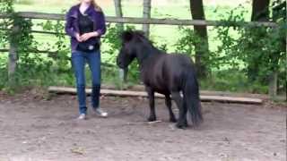 Zirkuslektion Natrual Horsemanship mit Minishetty liberty [upl. by Enilrae942]