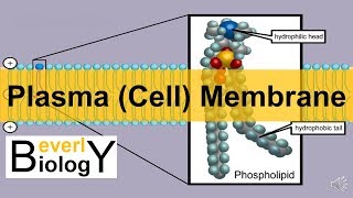 Plasma membrane  Cell Membrane updated [upl. by Aydni]