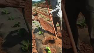 Lets know a shortcut way about the Crops tillage farming reels shorts satisfying [upl. by Lama]