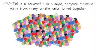 Monomers Polymers Synthesis amp Digestion [upl. by Avilla]