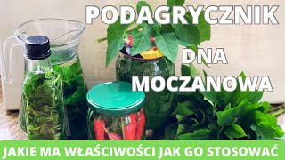 Podagrycznik Sposób na dnę moczanową Obalamy mity Szukamy prawdy Właściwości i zastosowanie [upl. by Anthea]