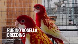 Rubino rosella breeding [upl. by Dnana]