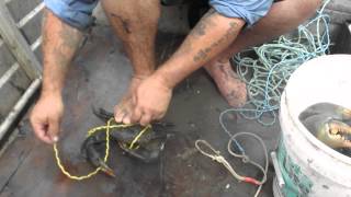 how to tie a mud crab [upl. by Gerry506]