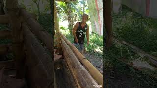 Backyard pig farming farming goodvibes shortvideo gutlaychannel [upl. by Bela]