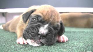 Boxer Puppies Begin to See in HD [upl. by Glick]