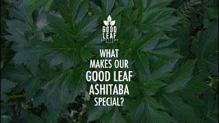 JC What makes our Good Leaf Ashitaba special [upl. by Kara522]