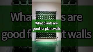 What plans are good for plant walls light growlight [upl. by Bellis]