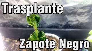 Como trasplantar Zapote Negro  México Verde [upl. by Lindell823]