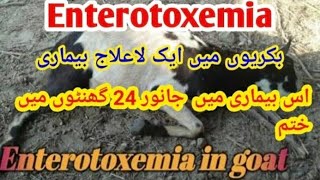 Enterotoxemia  ET  symptoms  treatment and precautions goat and Sheeps farming Dr Islam ullah [upl. by Fulbright]