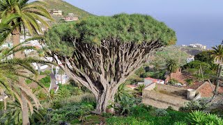 Ancient Dragon Trees Dracaena draco of Taganana are their own ecosystems [upl. by Elihu]