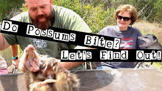 Do Possums Bite Lets find out [upl. by Tarttan]