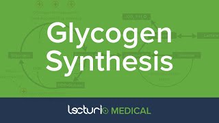 Glycogen Synthesis  Glycogen Metabolism  Biochemistry [upl. by Reteip739]