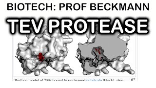 TEV protease [upl. by Mikol472]