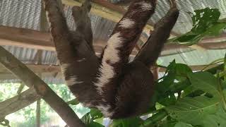 A pair of Brownthroated sloths [upl. by Cowey]