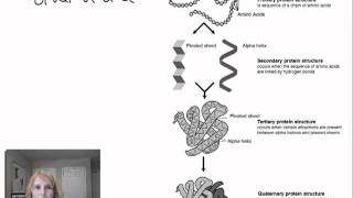 AP Bio  15 Part 2  Protein Structures apbiology biochemistry [upl. by Astred]