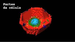 Célula hepatócito estrutura 3D [upl. by Oys]