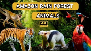 Rain Forest Animals  Amazon Rain Forest Animals Name  50 Amazon Rain Forest Animals Vocabulary [upl. by Ekal]