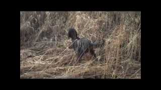 Gordon setter pointing pheasant [upl. by Zitella]