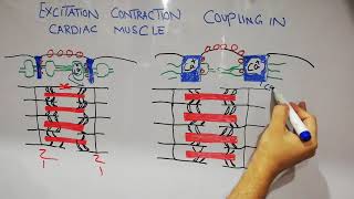 CVS physiology lecture 3  Excitaion contraction coupling process of cardiac muscles [upl. by Glen952]