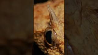 Desert Horned Viper checks out his photo [upl. by Mariska]