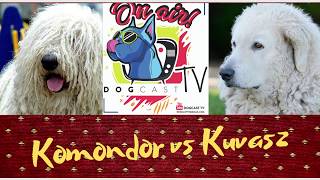 Komondor vs Kuvasz Őrzővédő kutya bajnokság DogCast TV [upl. by Noonan231]