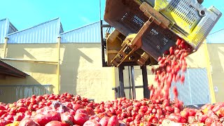 Miles de kilos de tomates preparados para la Tomatina de Buñol Valencia [upl. by Notfol]