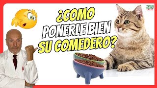 💚 ¿COMO PONER BIEN EL COMEDERO A UN GATO💚 BENEFICIOS DE LOS COMEDEROS ELEVADOS PARA GATOS [upl. by Suirauqed]