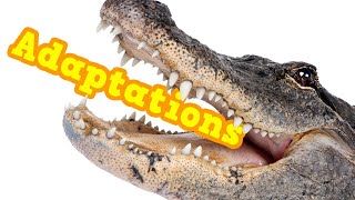 What are Adaptations Definition  examples of adaptations to different ecosystems eating amp more [upl. by Olney]