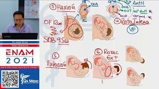 TEORIA I  OBSTETRICIA [upl. by Araminta]