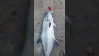 Leerfish fishing by popping صيد سمكة الاستريليا بالطعم الصناعي البوبر ،ليبيا fishing fish lure [upl. by Sivat]