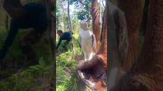 A man meet Eagle on a stump tree at the forest part 01 greattree arboria englishtree wildlife [upl. by Tyre]