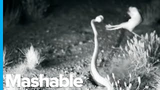 Kangaroo Rat Kicks Rattlesnake MidAir Ninja Style [upl. by Taran]