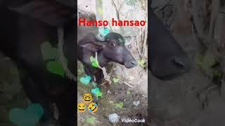 Hanso hansao shorts video 🤓 😂🤣👍🔔 [upl. by Lenod]