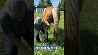 Loud pop 💥 on my horses fetlock animalchiropractic horse animalranchcare [upl. by Erdman]