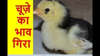 🐓🐔 चूजे का रेट अब मुर्गी पालक तय करने लगा  Poultry India TV™ [upl. by Ecnaret758]