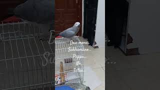 parrot greyparrots africangrey jeddah parrottalking malayalam [upl. by Ocsirf]