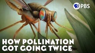 How Pollination Got Going Twice [upl. by Kelsy334]