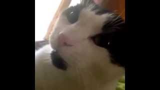 Cat Talks With English Accent [upl. by Camilia]