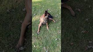 Step 1step 2 step 3 woo belgianmalinois dog dogs animal animals silly funny cute [upl. by Rosenblum869]