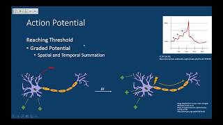 MCAT Nervous System [upl. by Warner378]