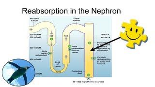 Reabsorption in the Nephron [upl. by Nilrah]