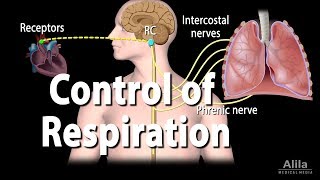 Control of Ventilation Animation [upl. by Briscoe]