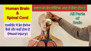 FullVideoइंसान का दिमागब्रेन अन्दर से कैसा होता है । Parts of Human Brain viral trending brain [upl. by Aleris]