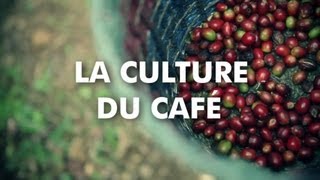 La culture du café [upl. by Ahseki]