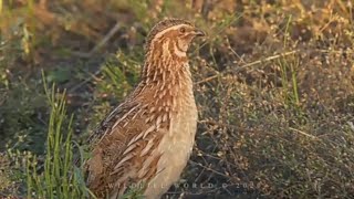 Quail sounds Quail voice Quail hunting sound  Bater Ki Awaaz Quail calling [upl. by Tedmund81]